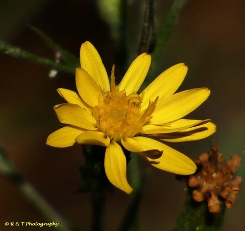 {Pityopsis graminifolia}